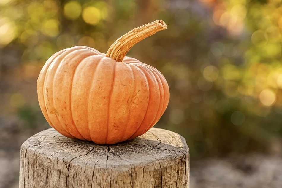 Fall Pumpkins in Odessa