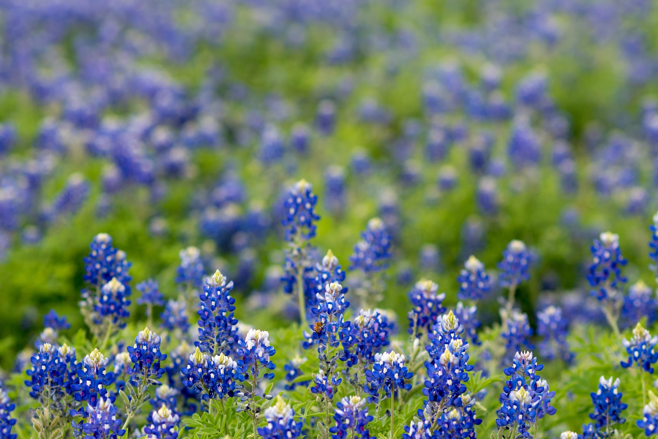 Blue Bonnets near Odessa, TX