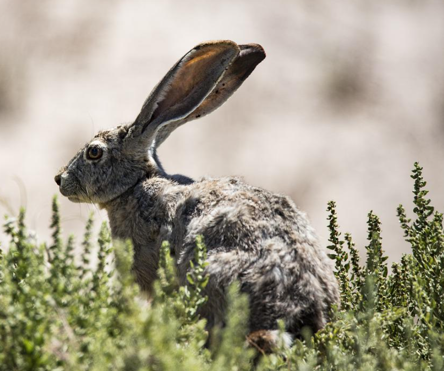 Jack Rabbit near Odessa, TX